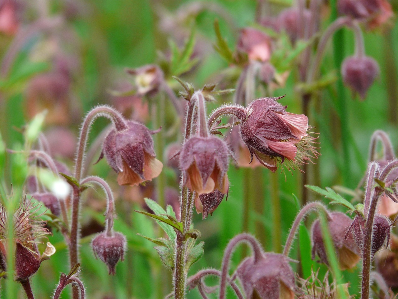 a bunch of flowers that are in the grass, hurufiyya, muted brown, bells, unusual, reddish