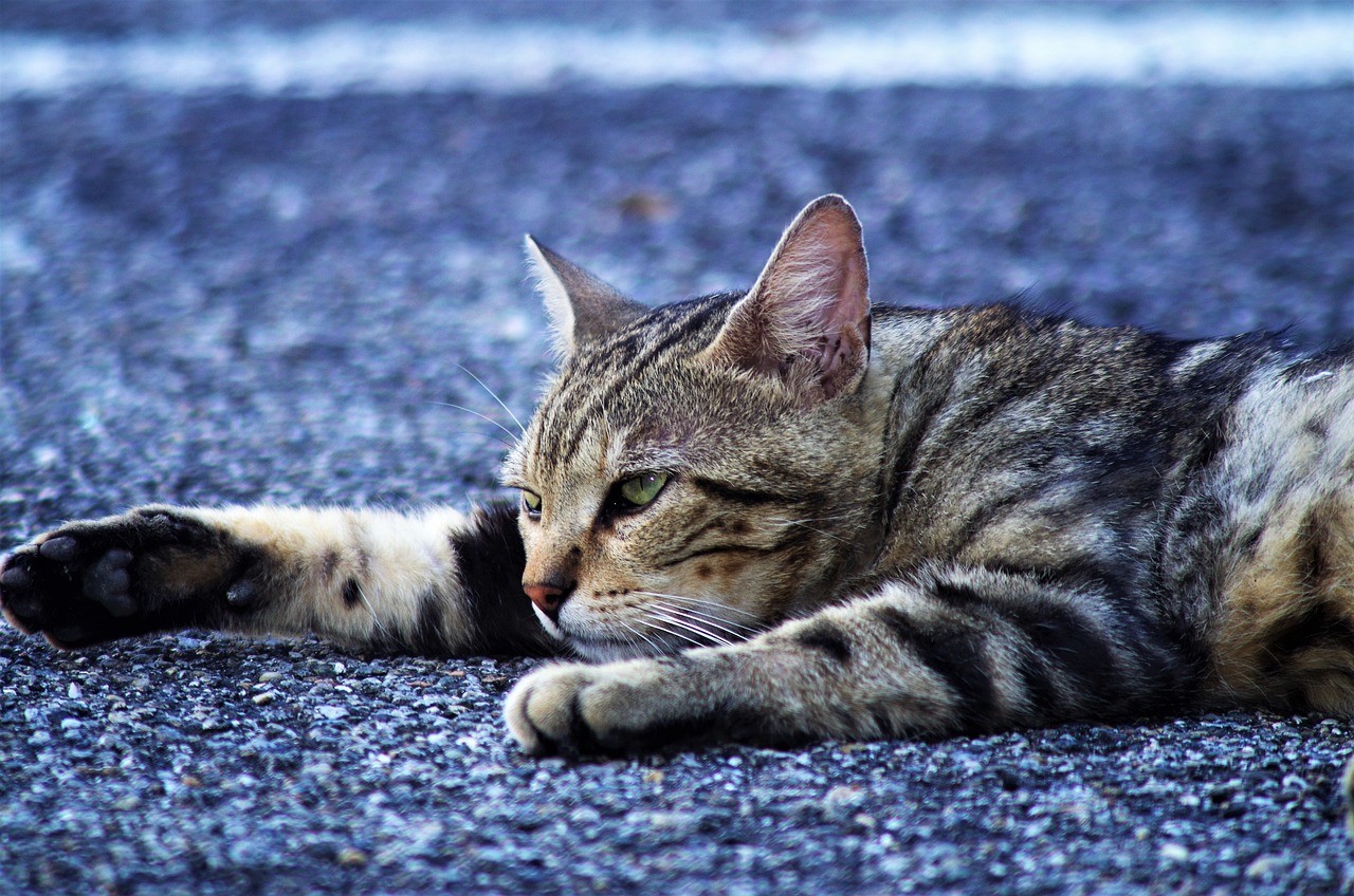 a cat that is laying down on the ground, a picture, by Tom Carapic, today's featured photograph 4 k, stylish pose, on a parking lot, high quality wallpaper