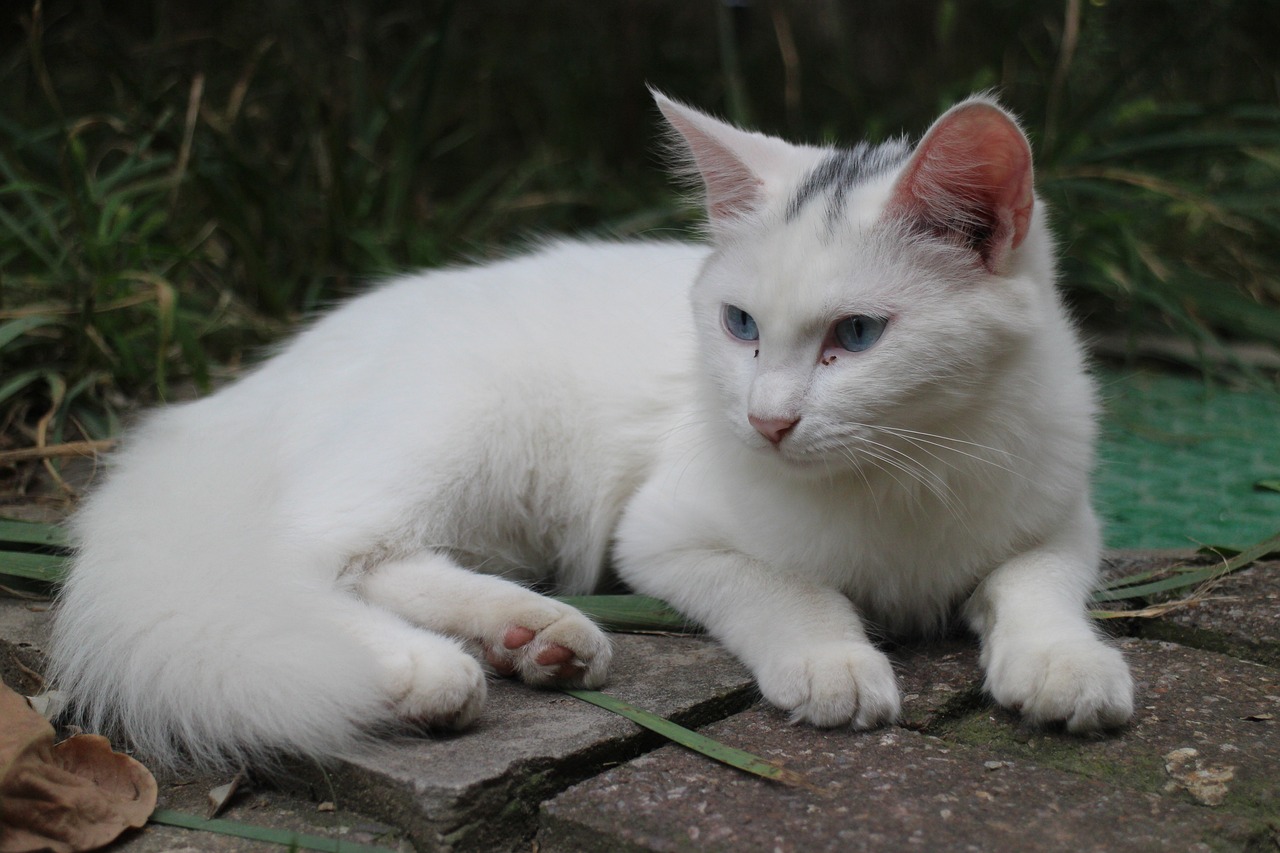 a white cat with blue eyes laying on the ground, by Maksimilijan Vanka, flickr, sfw, young handsome pale roma, with pointy ears, 1 0 8 0 p