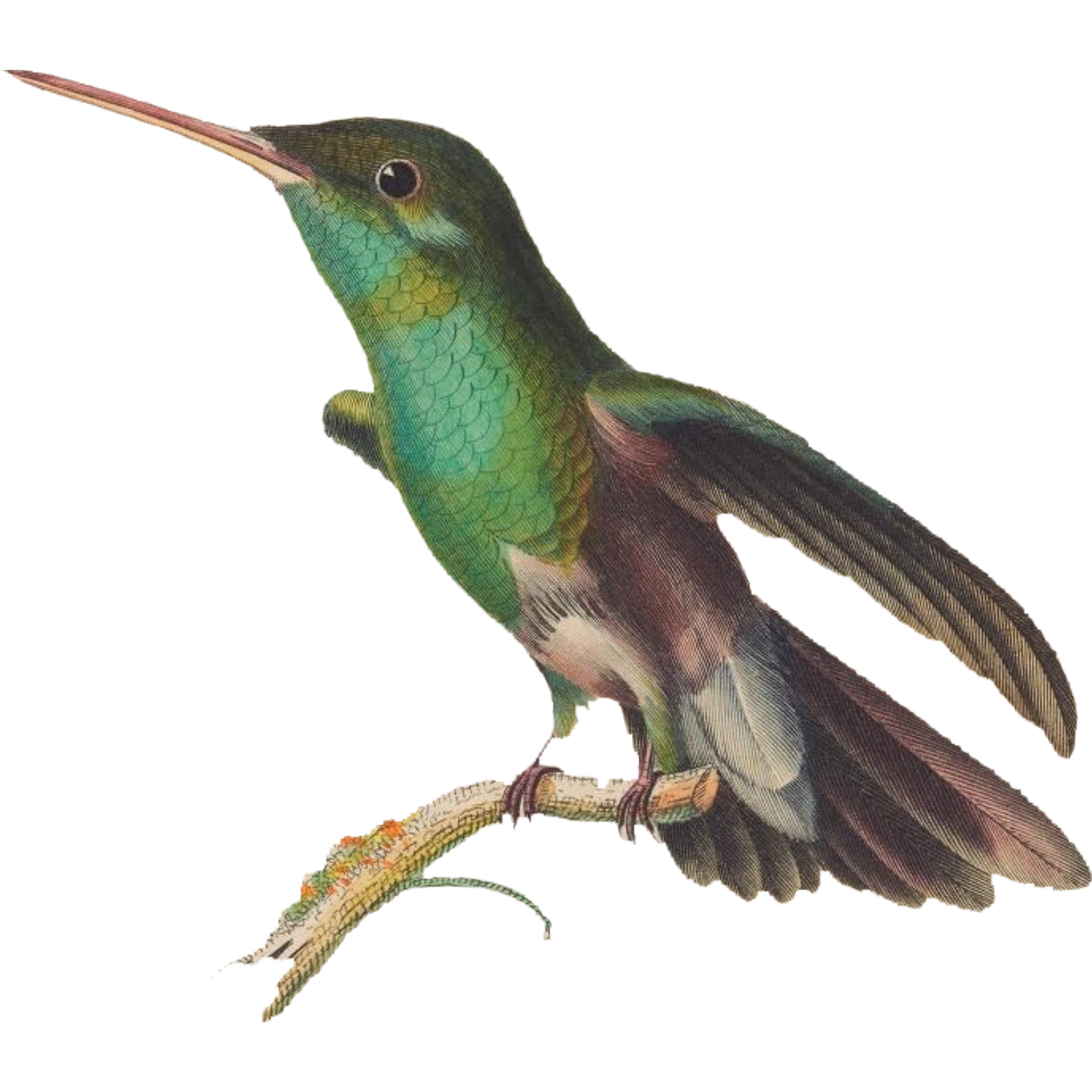 a bird sitting on top of a tree branch, an illustration of, by James Thomas Watts, flickr, hurufiyya, painting of a hummingbird, side-view. highly detailed, emerald, computer generated