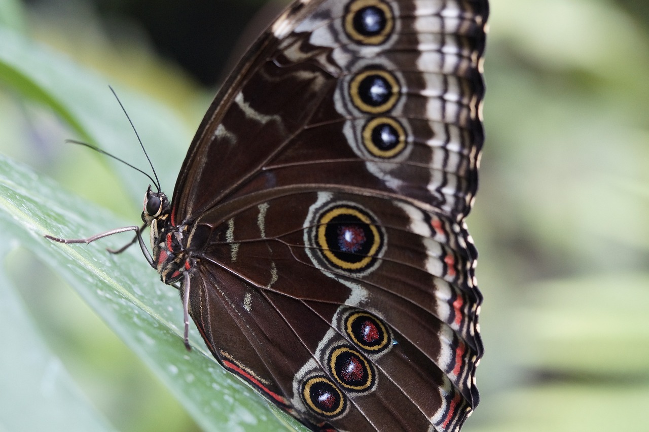 a close up of a butterfly on a leaf, by Dietmar Damerau, flickr, hurufiyya, huge-eyed, chocolate, 2 0 1 0 photo, closeup photo