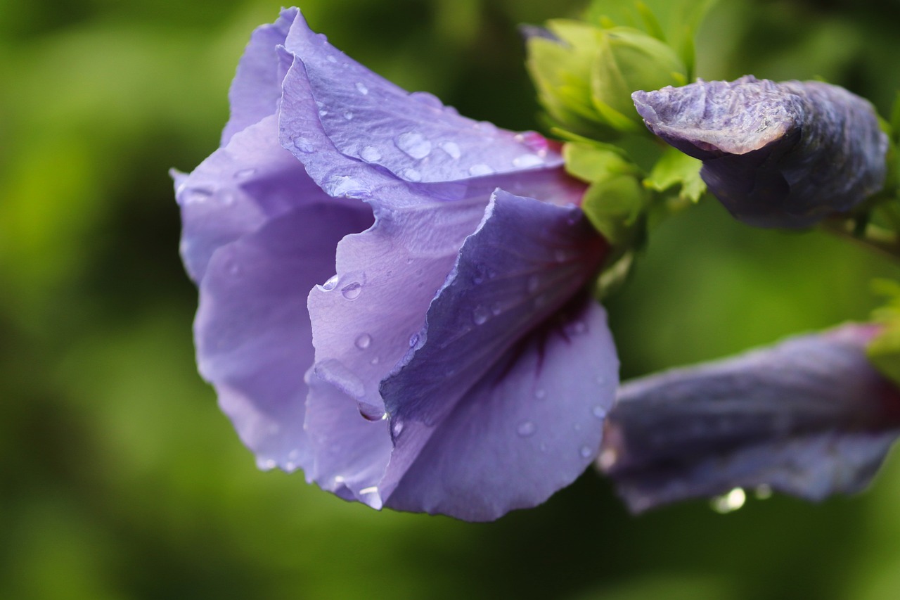a purple flower with water droplets on it, hurufiyya, hibiscus flowers, blue gray, flax, closeup photo