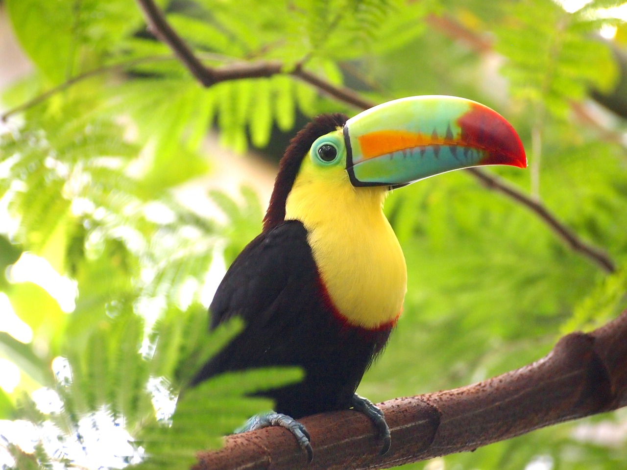 a colorful bird sitting on top of a tree branch, flickr, 6 toucan beaks, 2 0 1 0 photo, portrait”