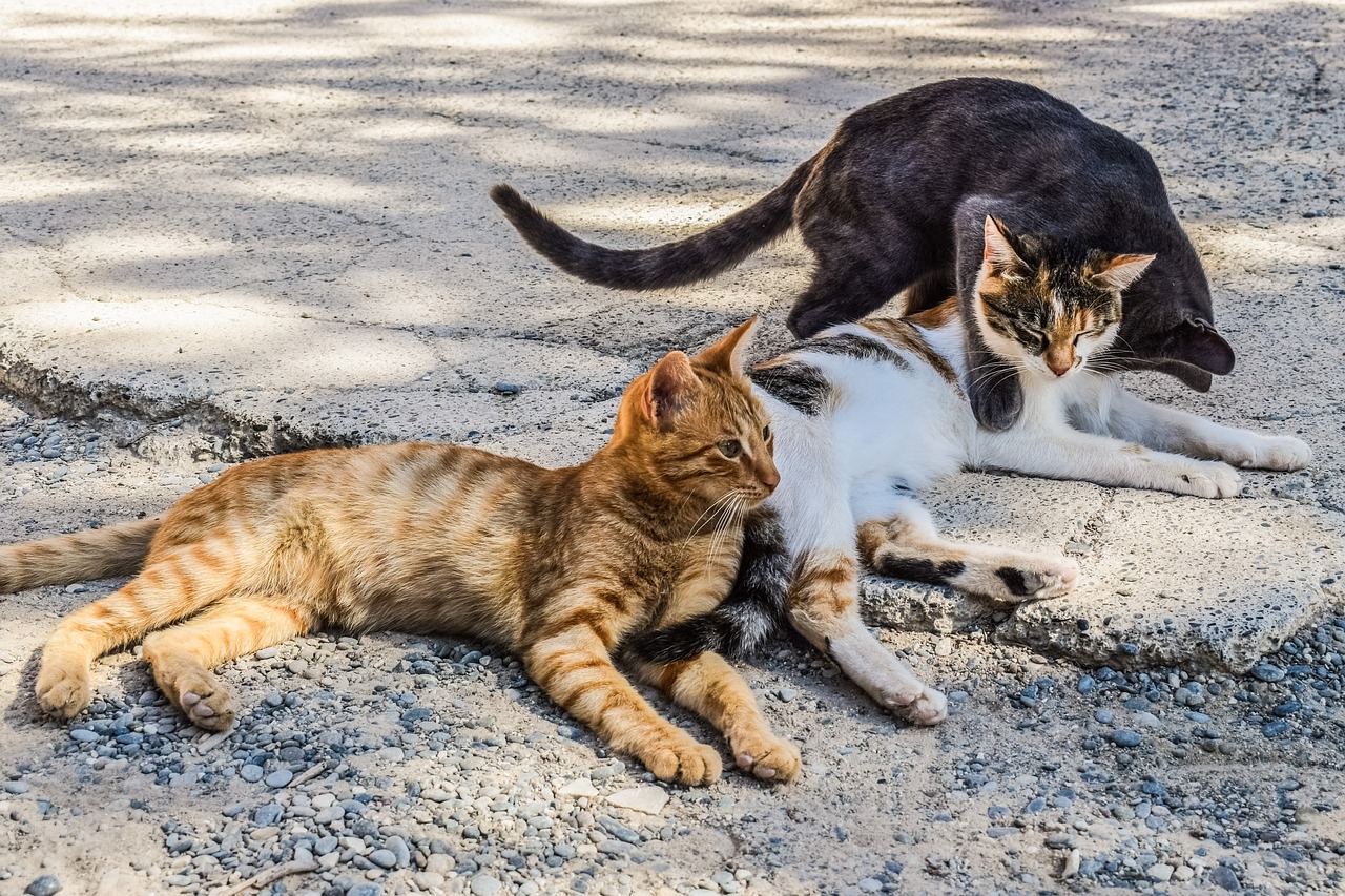 a couple of cats laying down next to each other, by Slava Raškaj, on a hot australian day, preparing to fight, cat, trio