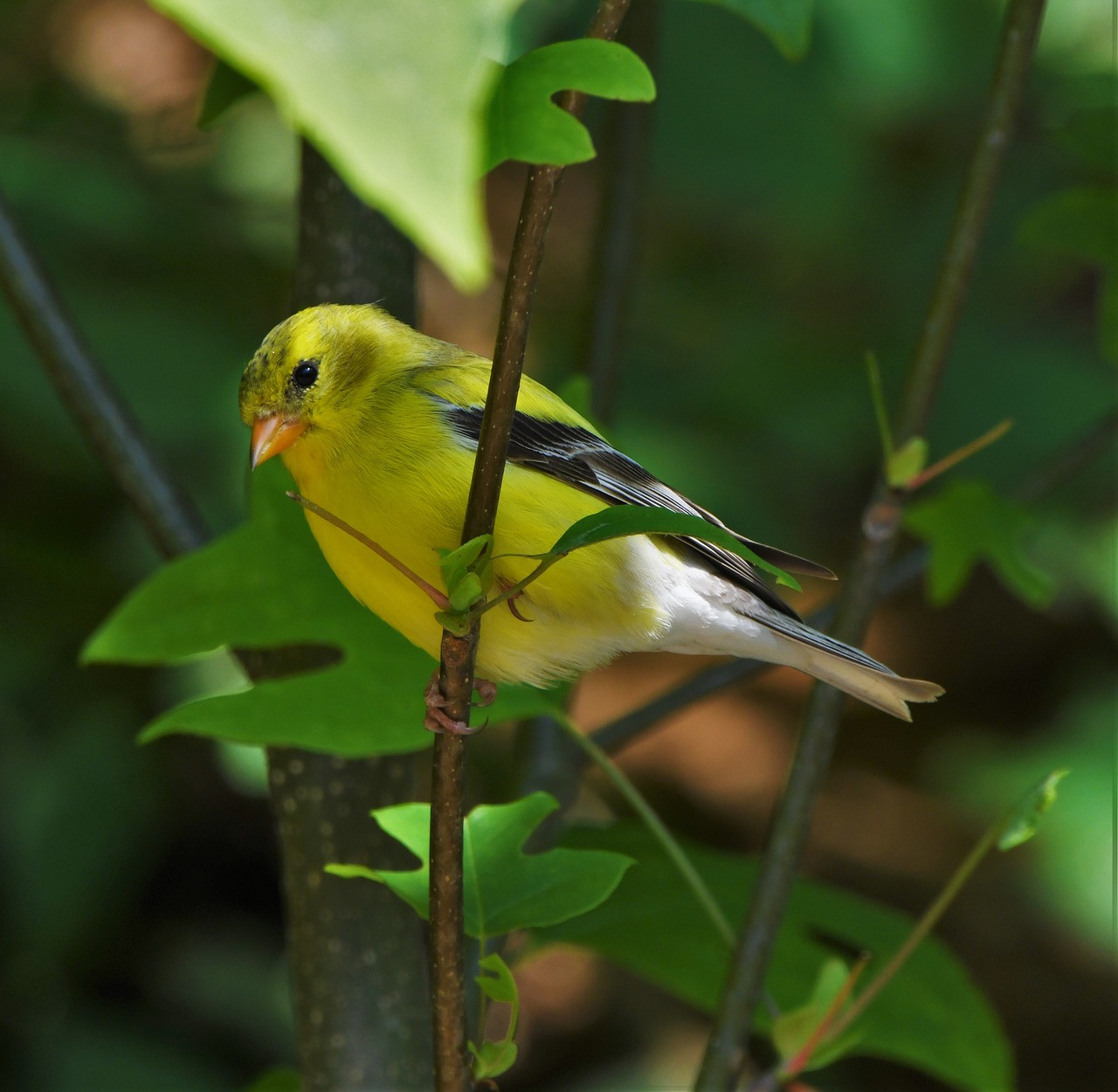 a small yellow bird sitting on top of a tree branch, a portrait, by Susan Heidi, flickr, amongst foliage, summer day, f/3.5, a blond