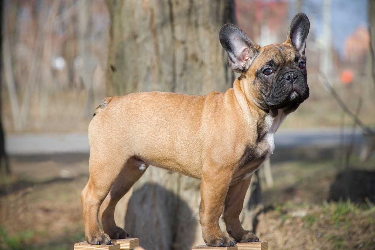 a small brown dog standing on top of a wooden post, renaissance, french bulldog, full shot photo