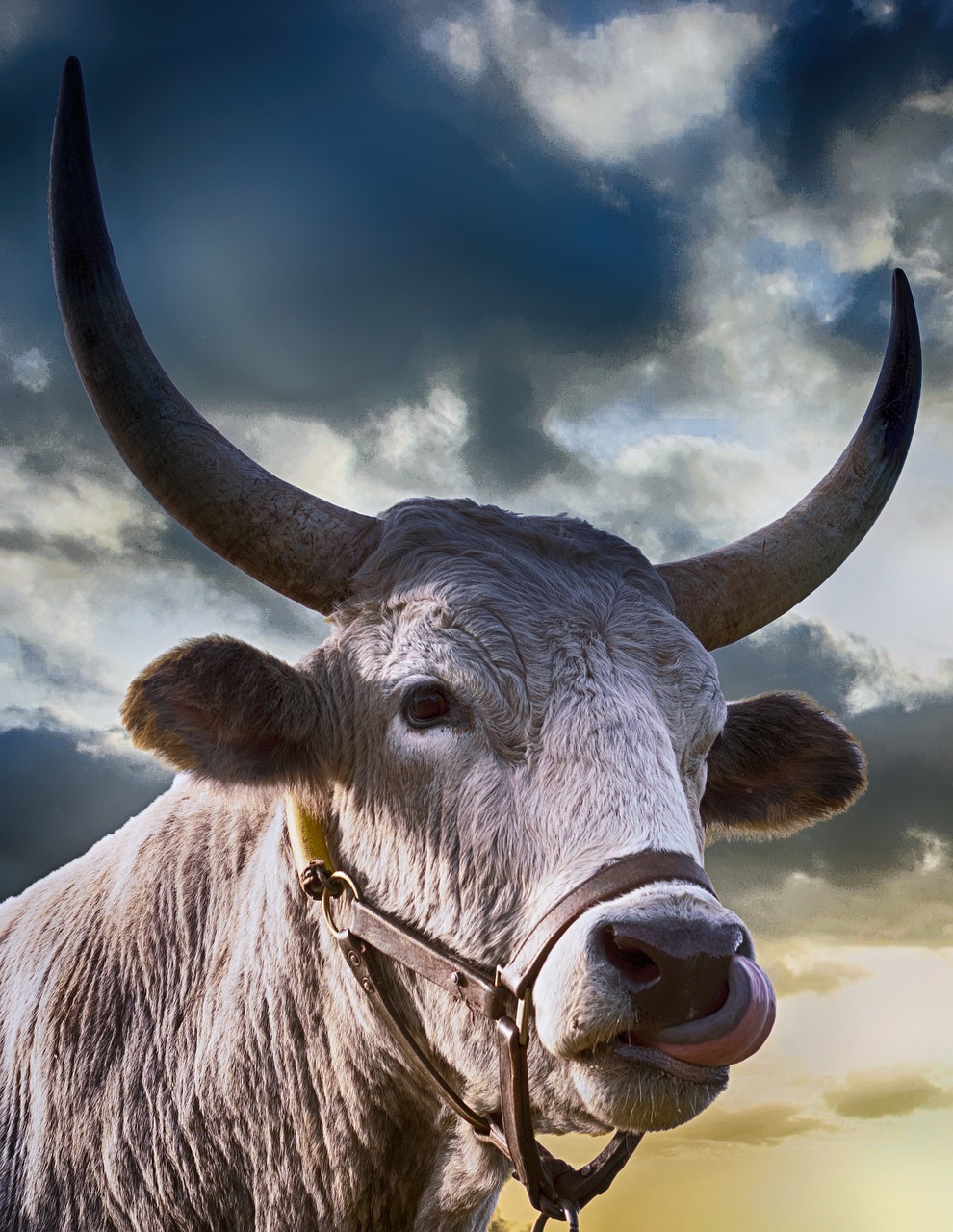 a close up of a cow's face with a cloudy sky in the background, a stock photo, by Matthias Weischer, surrealism, moon bull samurai, curved horns!, version 3, crypto