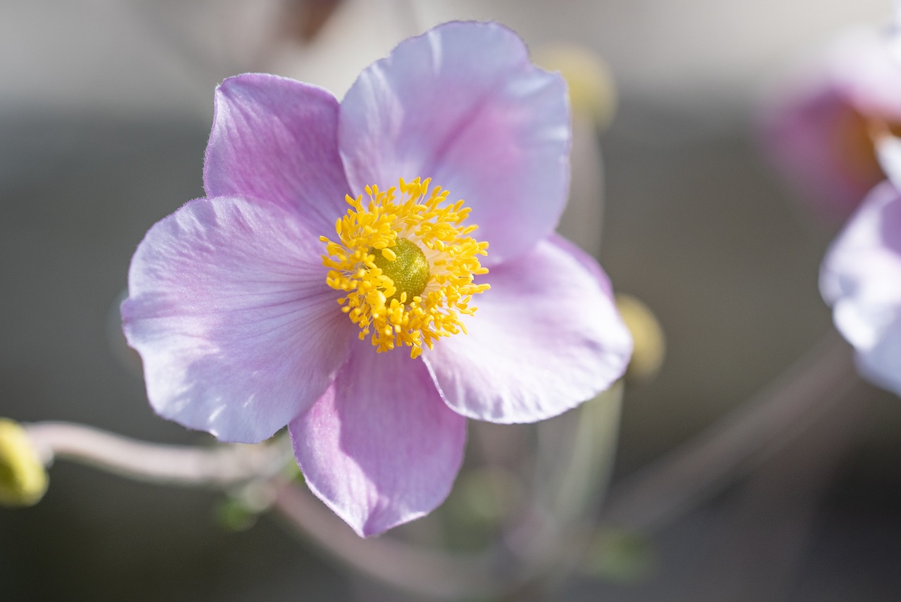 a close up of a pink flower with yellow stamen, romanticism, winter sun, anemones, colorado, beautiful flower