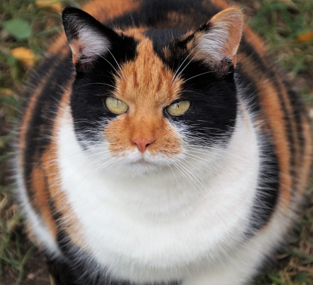 a calico cat sitting in the grass looking at the camera, a portrait, flickr, morbidly obese, very accurate photo
