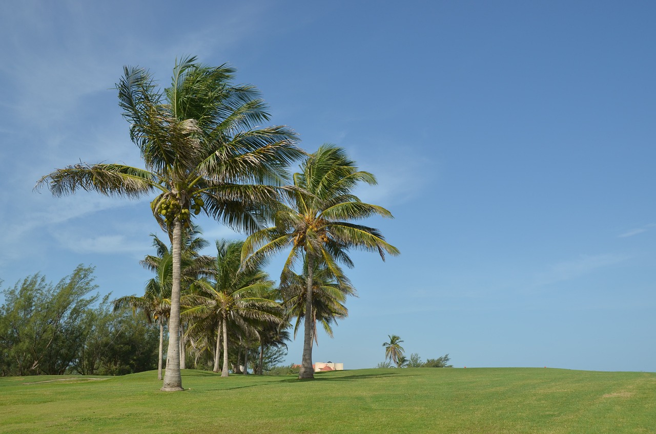 a group of palm trees sitting on top of a lush green field, a stock photo, flickr, hurufiyya, bahamas, golf course, gale-force winds, 7 0 mm photo