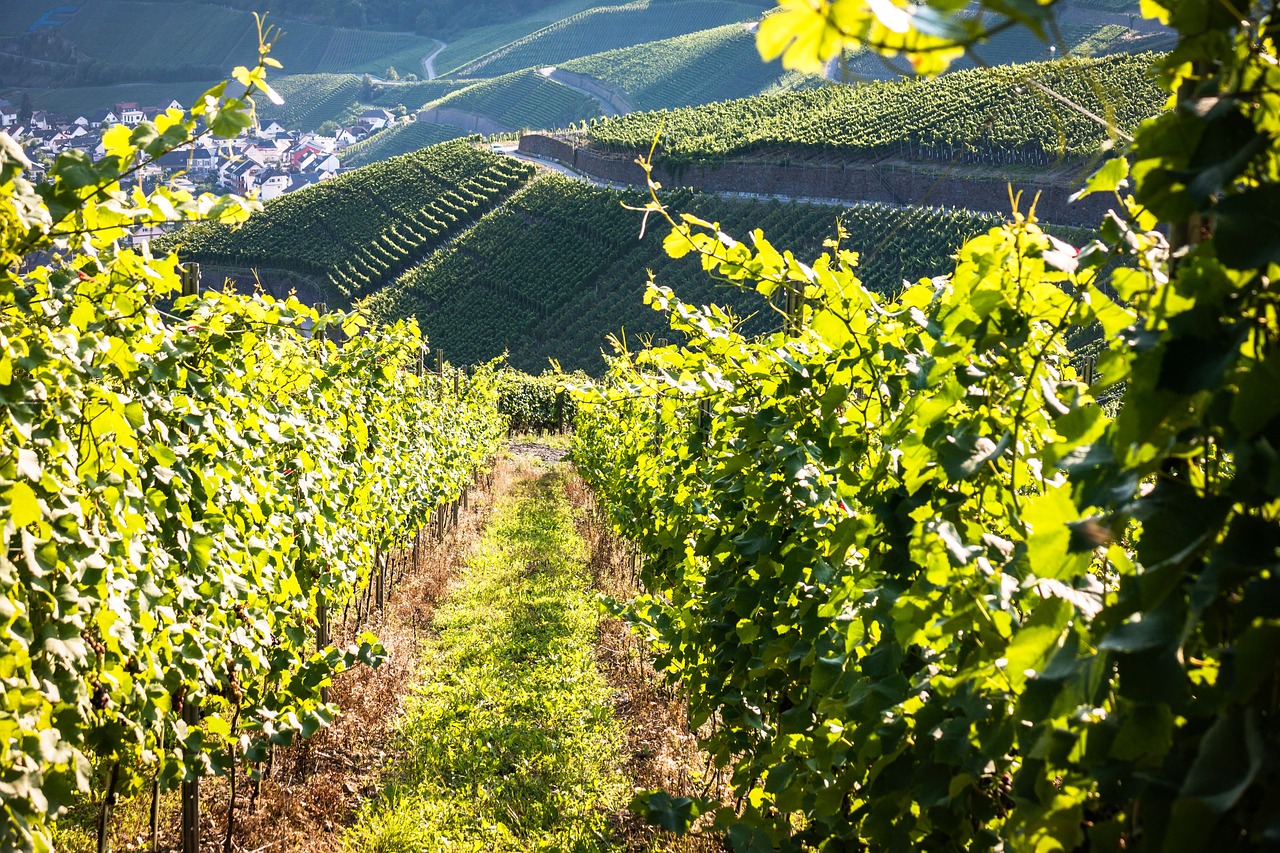a vineyard filled with lots of green plants, a stock photo, by Jörg Immendorff, shutterstock, hills in the background, bottom angle, brock hofer, sparkling in the sunlight