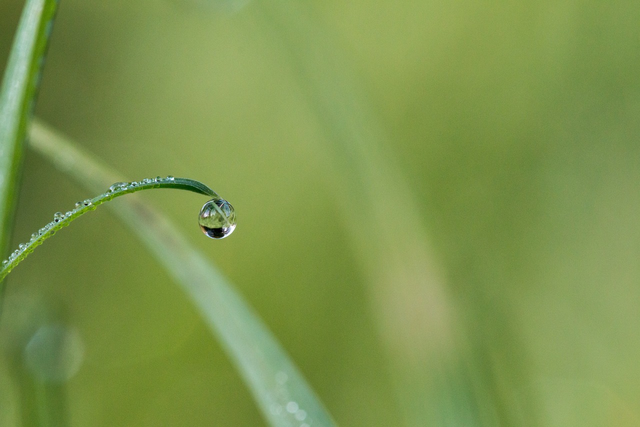 a drop of water sitting on top of a blade of grass, by Jan Rustem, flickr, small, profile shot, a small, detaild