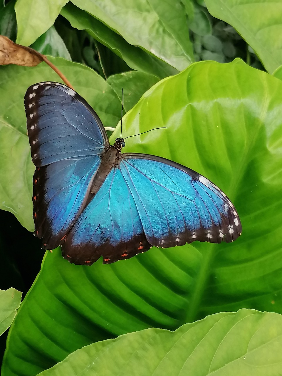 a blue butterfly sitting on top of a green leaf, by Linda Sutton, iridescent wings, photo taken in 2018, 🦩🪐🐞👩🏻🦳, picture taken in zoo