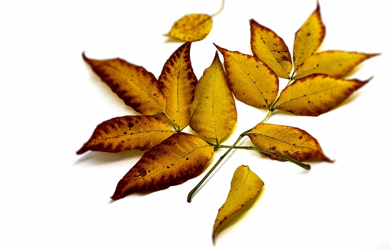 a close up of a leaf on a white surface, by Paul Davis, pixabay, photorealism, the yellow creeper, various posed, on a white background, magnolia leaves and stems