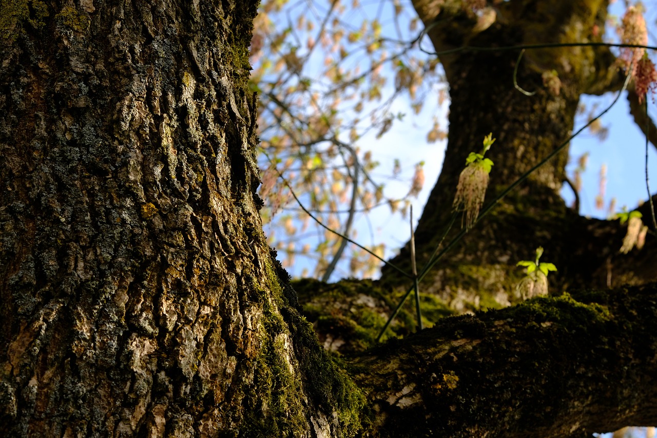 a bird sitting on top of a tree branch, a picture, by Jacob Kainen, large tree casting shadow, lichens, nice spring afternoon lighting, viewed from the ground