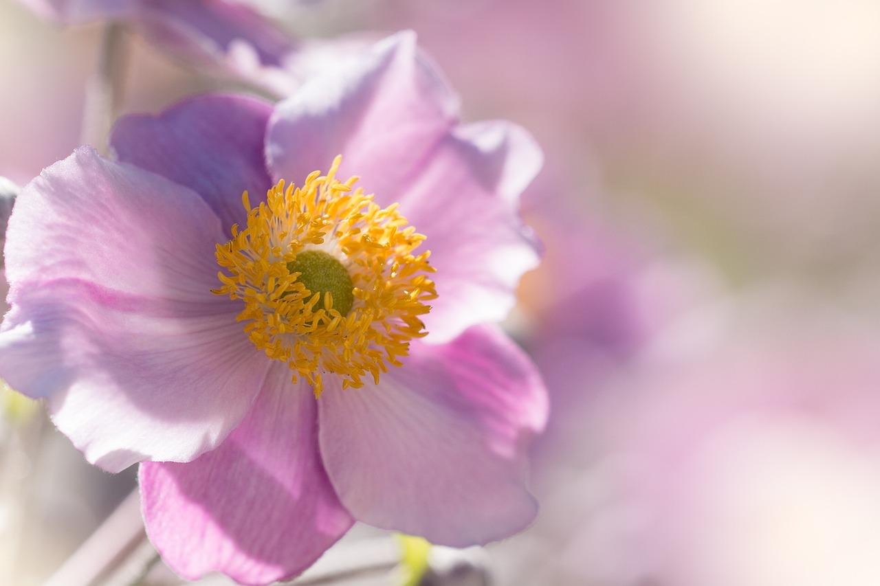 a close up of a flower with a blurry background, inspired by Frederick Goodall, romanticism, anemone, lavander and yellow color scheme, sun drenched, sakura flower