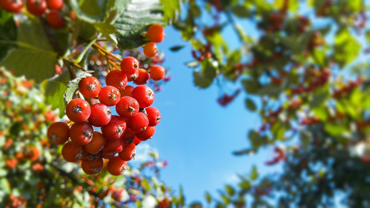 a bunch of red berries hanging from a tree, a digital rendering, by Jan Rustem, shutterstock, low angle fisheye view, blue sky, high quality product image”