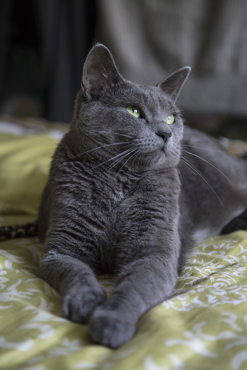 a close up of a cat laying on a bed, a portrait, dressed in a gray, very sharp photo, portrait of shrek, portrait mode photo