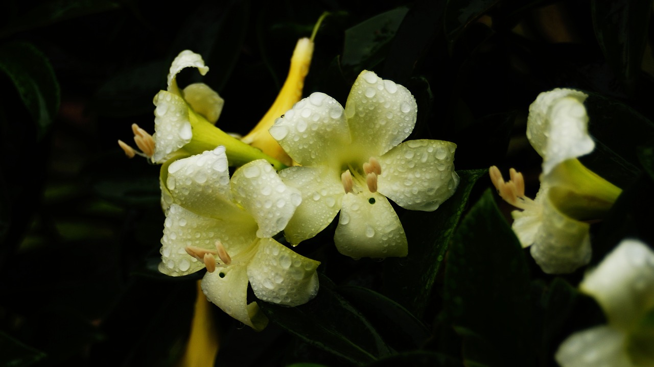 a close up of a flower with water droplets on it, by Louis Schanker, flickr, hurufiyya, jasmine, subtropical flowers and plants, humid evening, tamborine