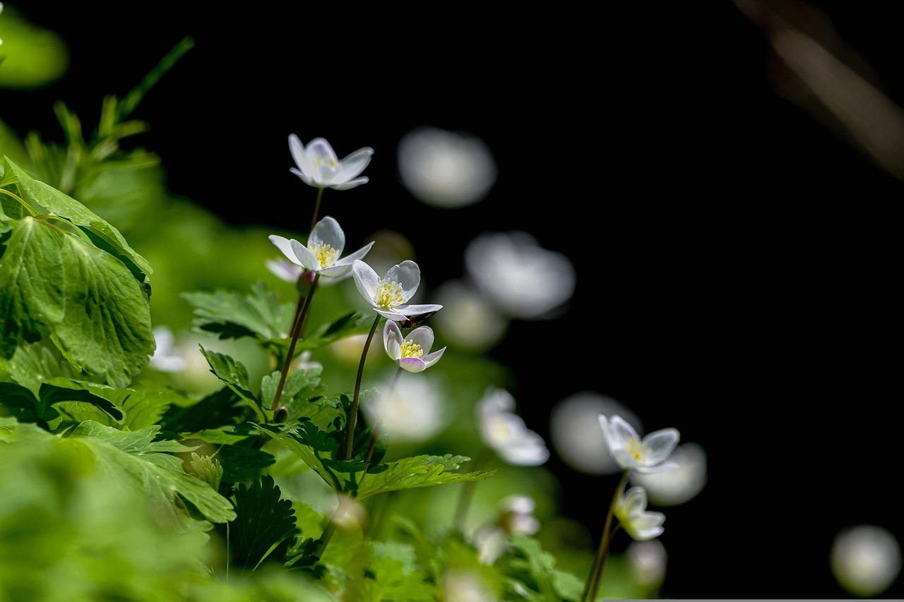 a group of white flowers sitting on top of a lush green field, a macro photograph, by Jacob Kainen, in the deep forest, against a deep black background, miniature forest, early spring