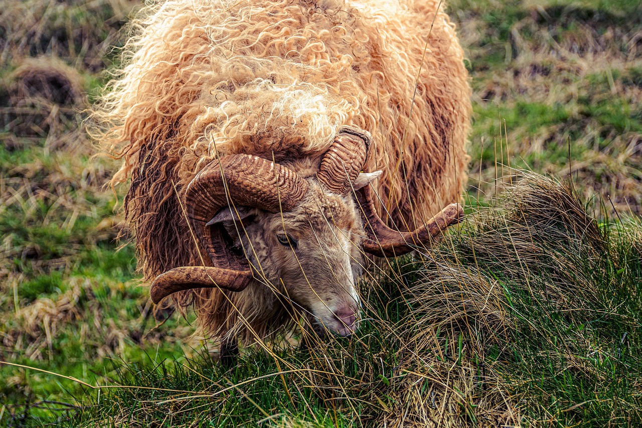 a ram standing on top of a lush green field, by Richard Carline, windy mood, wild hairstyle, 🦩🪐🐞👩🏻🦳, wool