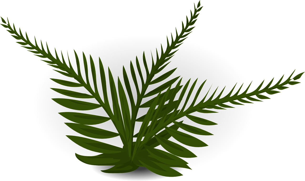 a green plant on a black background, an illustration of, inspired by Masamitsu Ōta, hurufiyya, fern, computer generated, lineless, palm