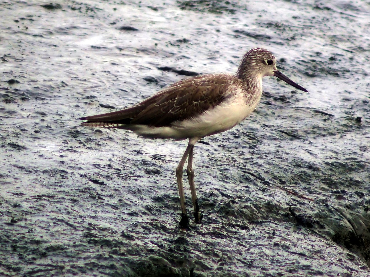 a bird that is standing in the sand, a portrait, by Edward Clark, flickr, rainy wet, on stilts, savannah, on a riverbank