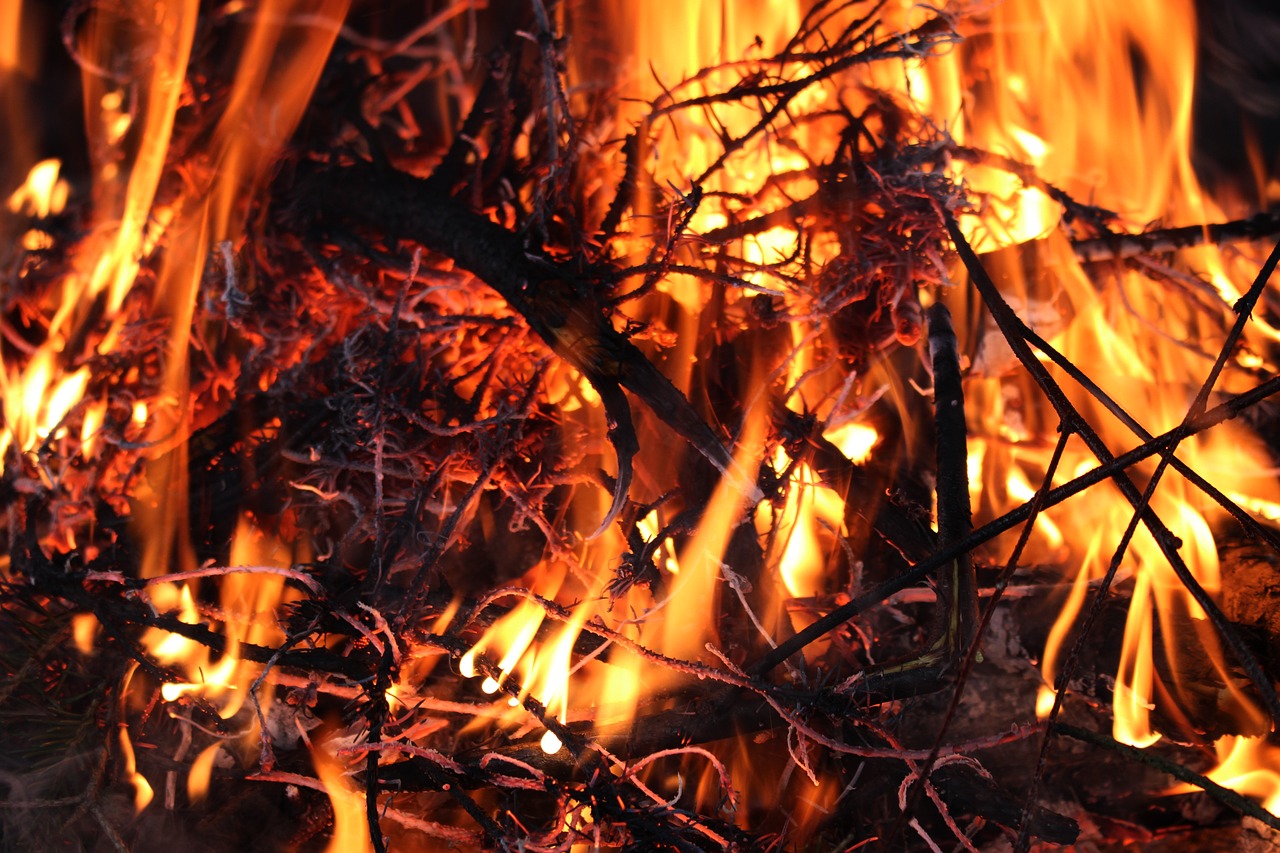 a close up of a fire with flames coming out of it, by Rodney Joseph Burn, baroque, many thick dark knotted branches, warm glow coming the ground, closeup photo, vibrant atmosphere