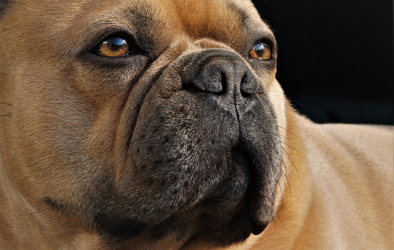 a close up of a dog's face with a black background, by Jesper Knudsen, shutterstock, photorealism, wrinkles and muscles, french bulldog, very very well detailed image, stock photo
