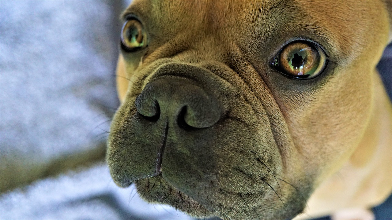 a close up of a dog's face on a blanket, by Zoran Mušič, pixabay contest winner, french bulldog, hdr detail, cute nose, fierce expression 4k