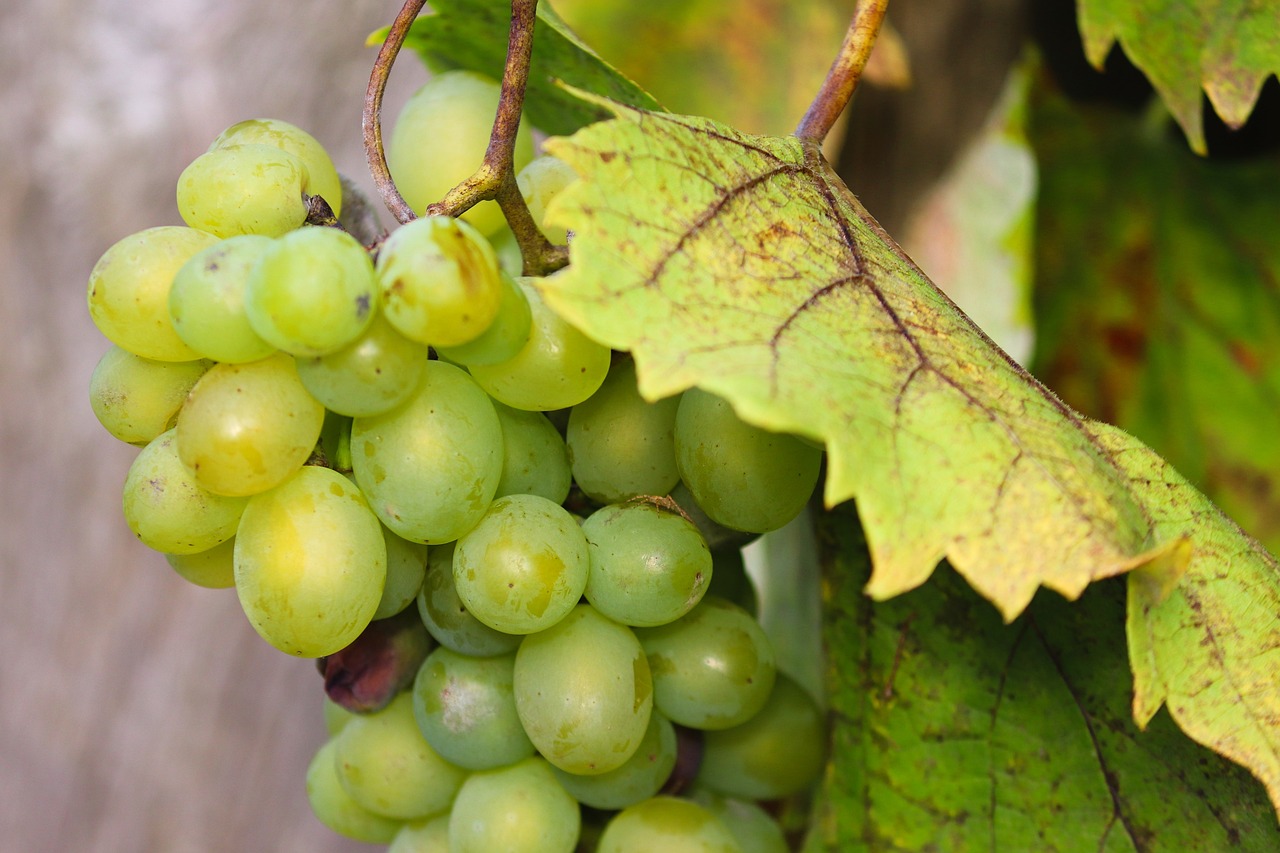 a close up of a bunch of grapes on a vine, a picture, by Edward Corbett, trending on pixabay, bauhaus, pastel green, detailed white, autum, half image