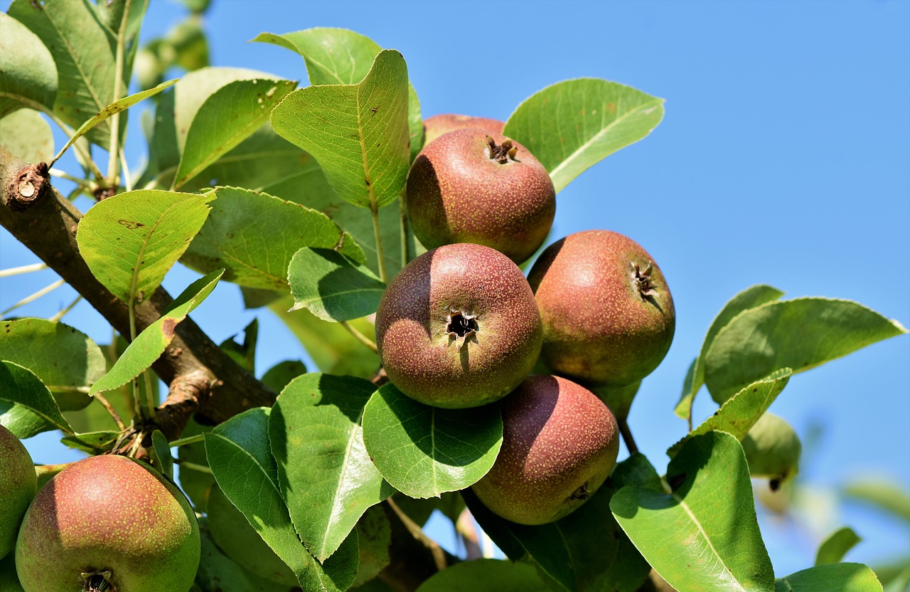 a close up of a bunch of fruit on a tree, by David Garner, pixabay, figuration libre, pear for a head, eyeball growing form tree branch, 3/4 view from below, looking across the shoulder