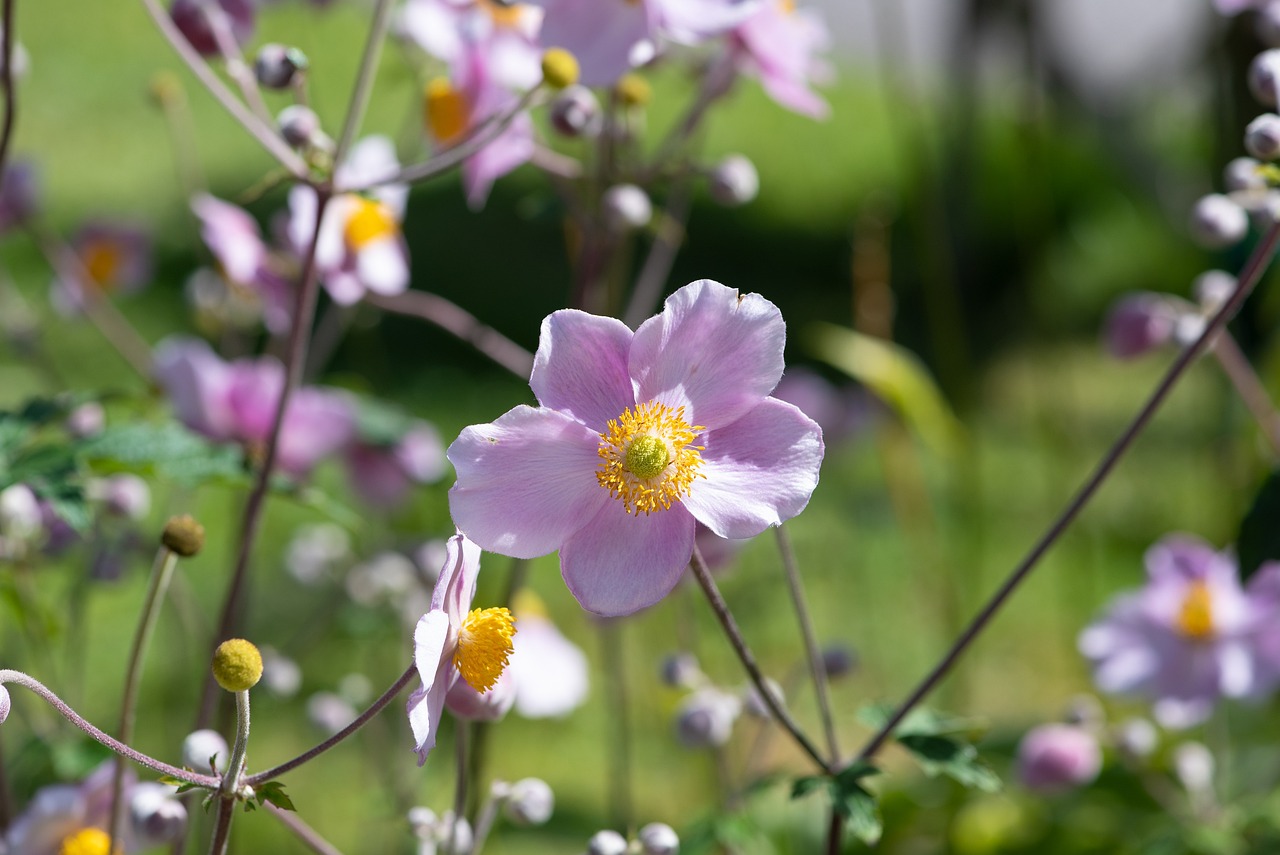 a close up of a pink flower in a field, a picture, art nouveau, anemones, museum quality photo, in a sunny day, japanese related with flowers