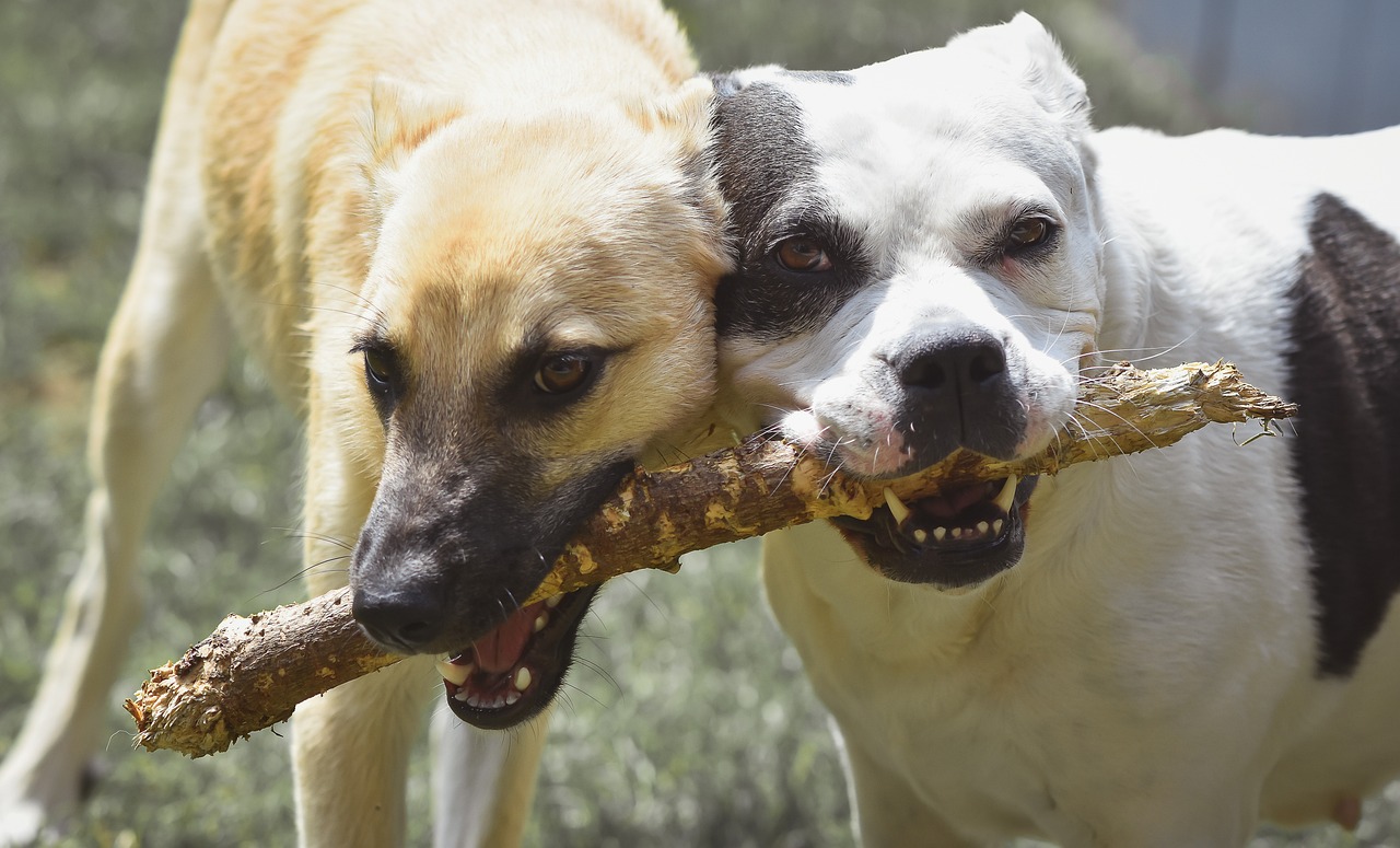 two dogs playing with a stick in their mouth, shutterstock, bamboo, closeup photo, smug expression, vanilla