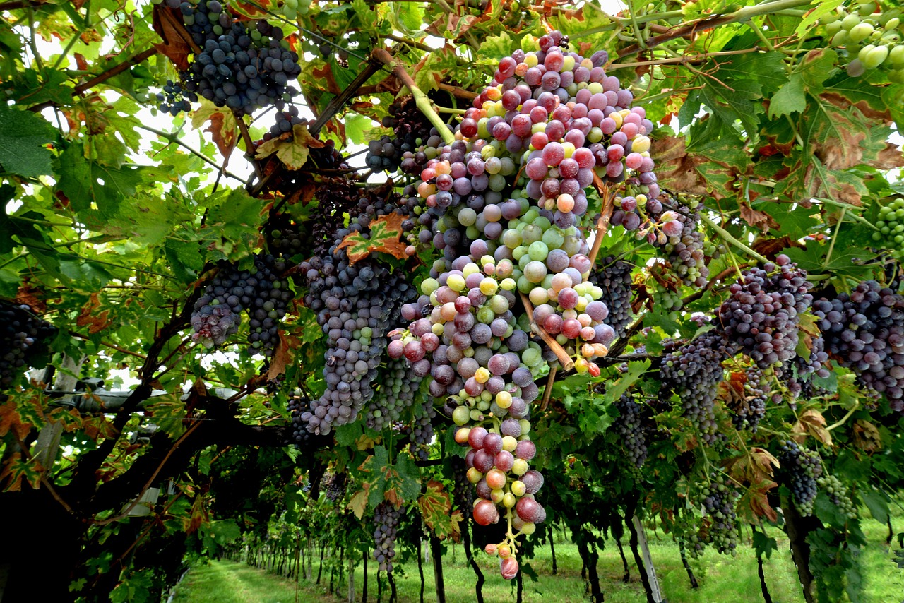 a bunch of grapes hanging from a tree, by Julian Hatton, shutterstock, renaissance, mauve and cinnabar and cyan, award-winning details”, ohio, gray