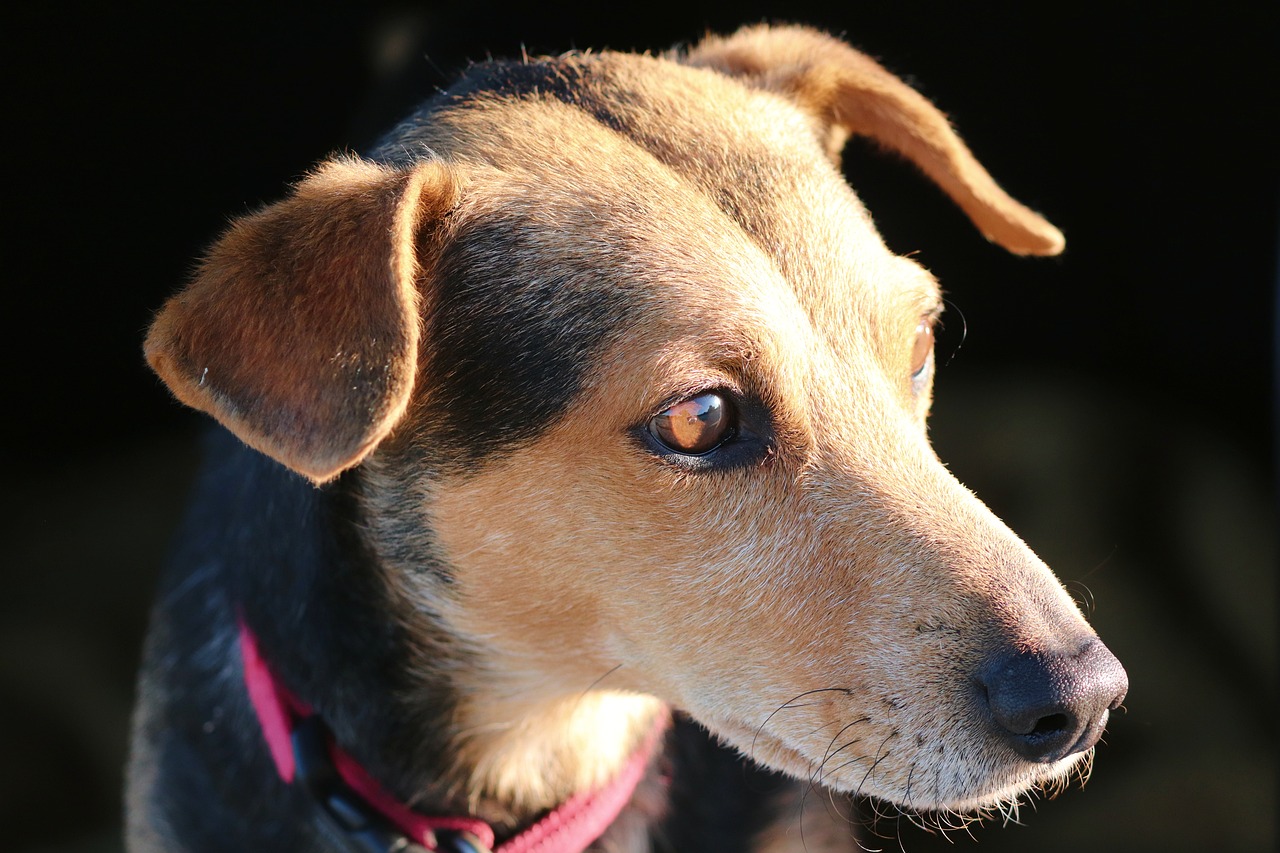 a close up of a dog wearing a collar, a portrait, inspired by Elke Vogelsang, pixabay, with the sun shining on it, glowing golden eyes, (((rusty))), headshot of young female furry