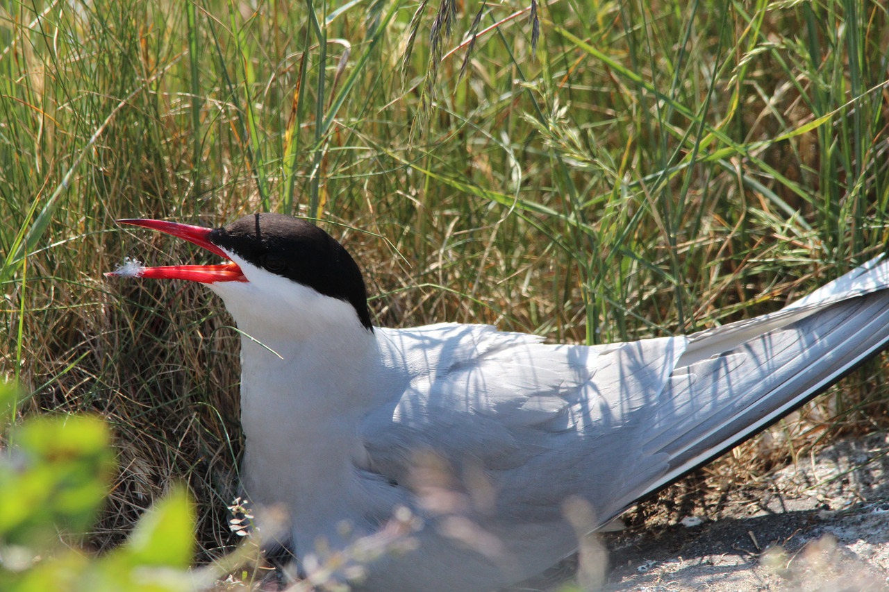 a black and white bird with a red beak, happening, laying down in the grass, in a nest, on the coast, with a pointed chin
