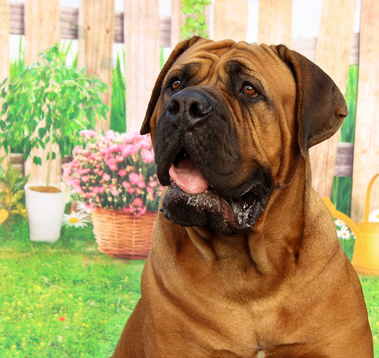 a large brown dog sitting on top of a lush green field, a pastel, by Aleksander Gierymski, shutterstock, renaissance, handsome face and beautiful face, wrinkles and muscles, ebay photo, realistic scene