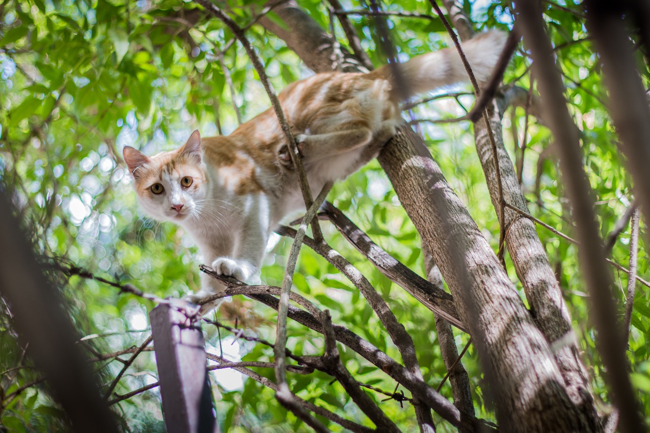 a cat standing on top of a tree branch, by Ivan Grohar, shutterstock, arabesque, walking towards the camera, 33mm photo, in the yard, canopy