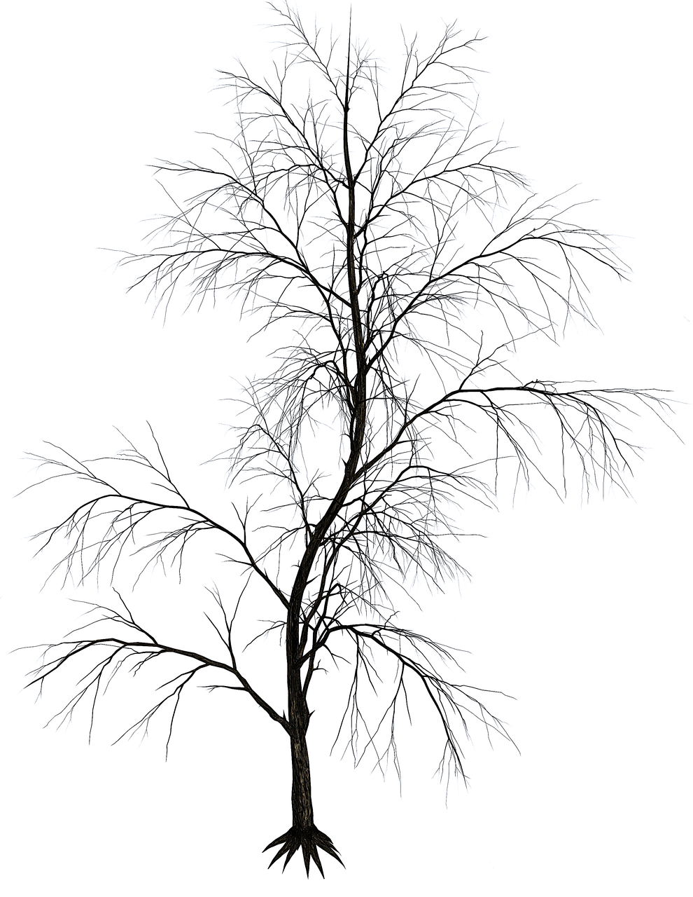 a black and white photo of a snow covered tree, a raytraced image, inspired by Arthur Burdett Frost, polycount, conceptual art, night sky; 8k, - h 1 0 2 4, hyperdetailed twigs and plants, australian winter night