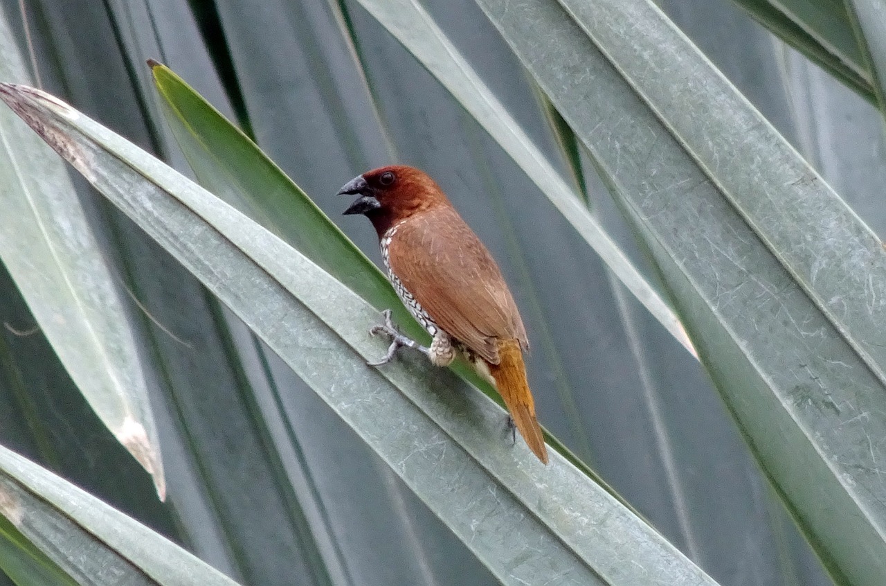 a small bird sitting on top of a leaf, by Robert Brackman, flickr, mingei, palm, reddish - brown, talking, diamond