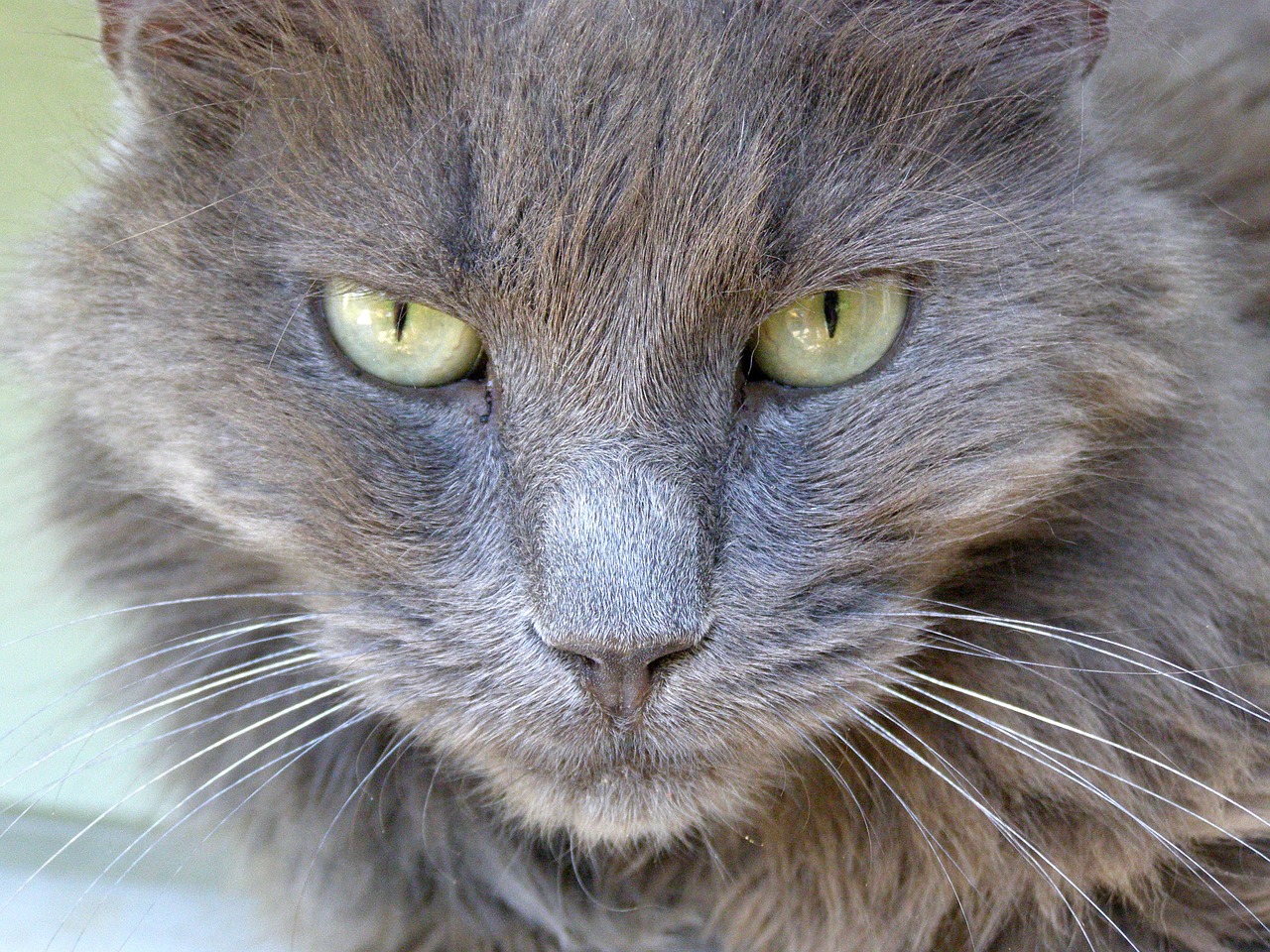 a close up of a cat with green eyes, by Terese Nielsen, flickr, grey colored eyes, scruffy looking, menacing!, portrait of rugged zeus