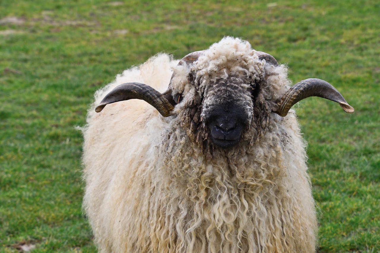 a sheep standing on top of a lush green field, a portrait, by Jan Rustem, flickr, curved horns!, sqare-jawed in medieval clothing, sheep wool, face symmetrical