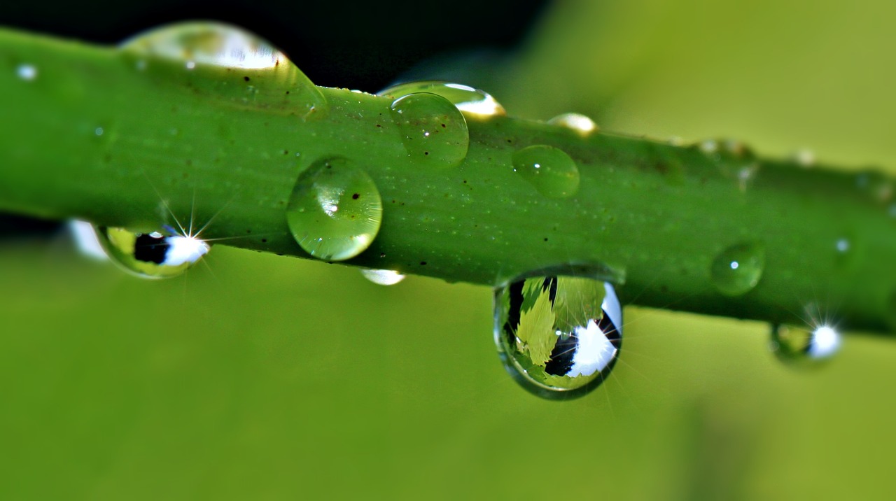 a close up of some water droplets on a plant, a macro photograph, by Jan Rustem, clear reflection, bamboo, taken with my nikon d 3, bird's eye