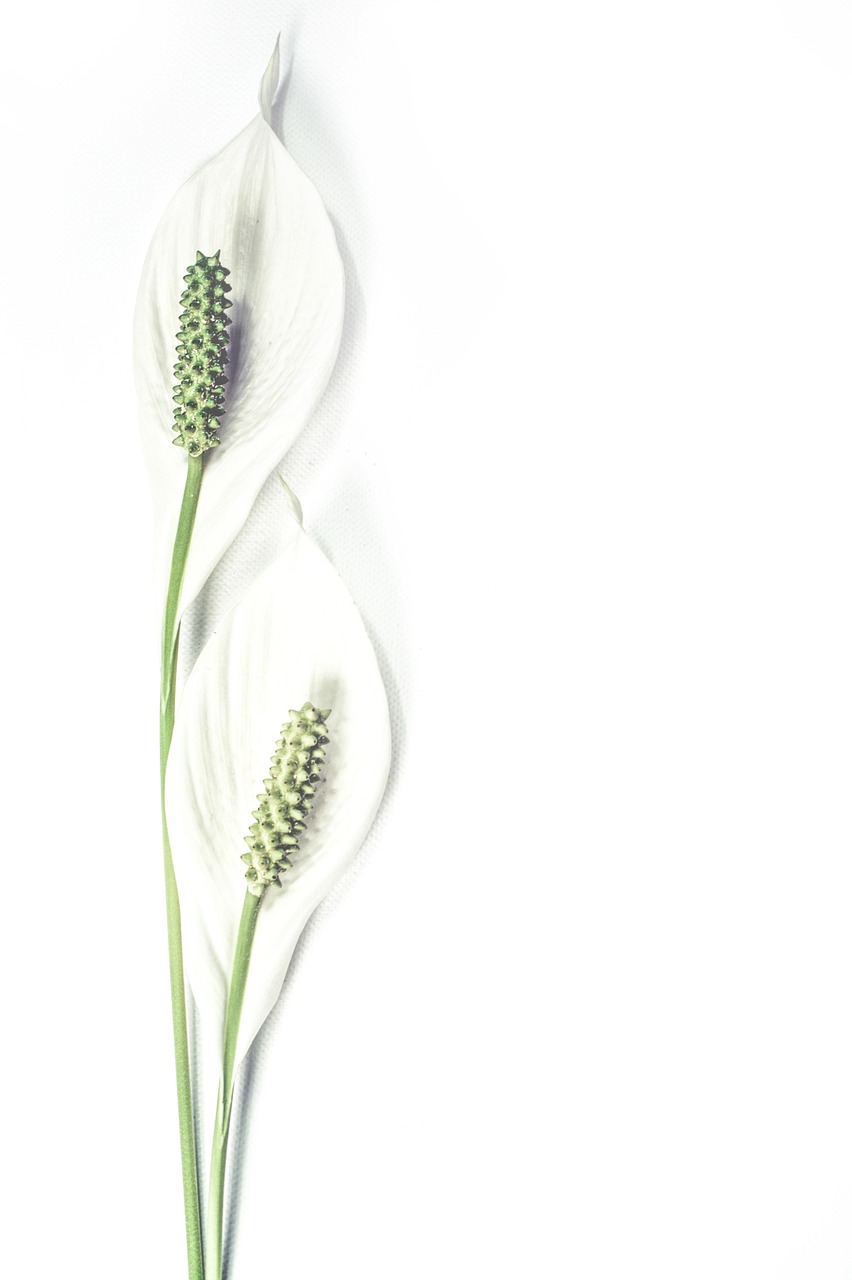 two white flowers sitting next to each other on a white surface, inspired by Carpoforo Tencalla, shutterstock contest winner, minimalism, lush flora, programming, photorealistic photo, flowers grow from the body