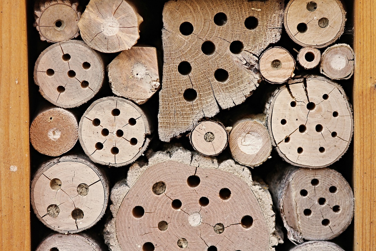 a close up of a pile of wood with holes in it, bug, packshot, herb, educational