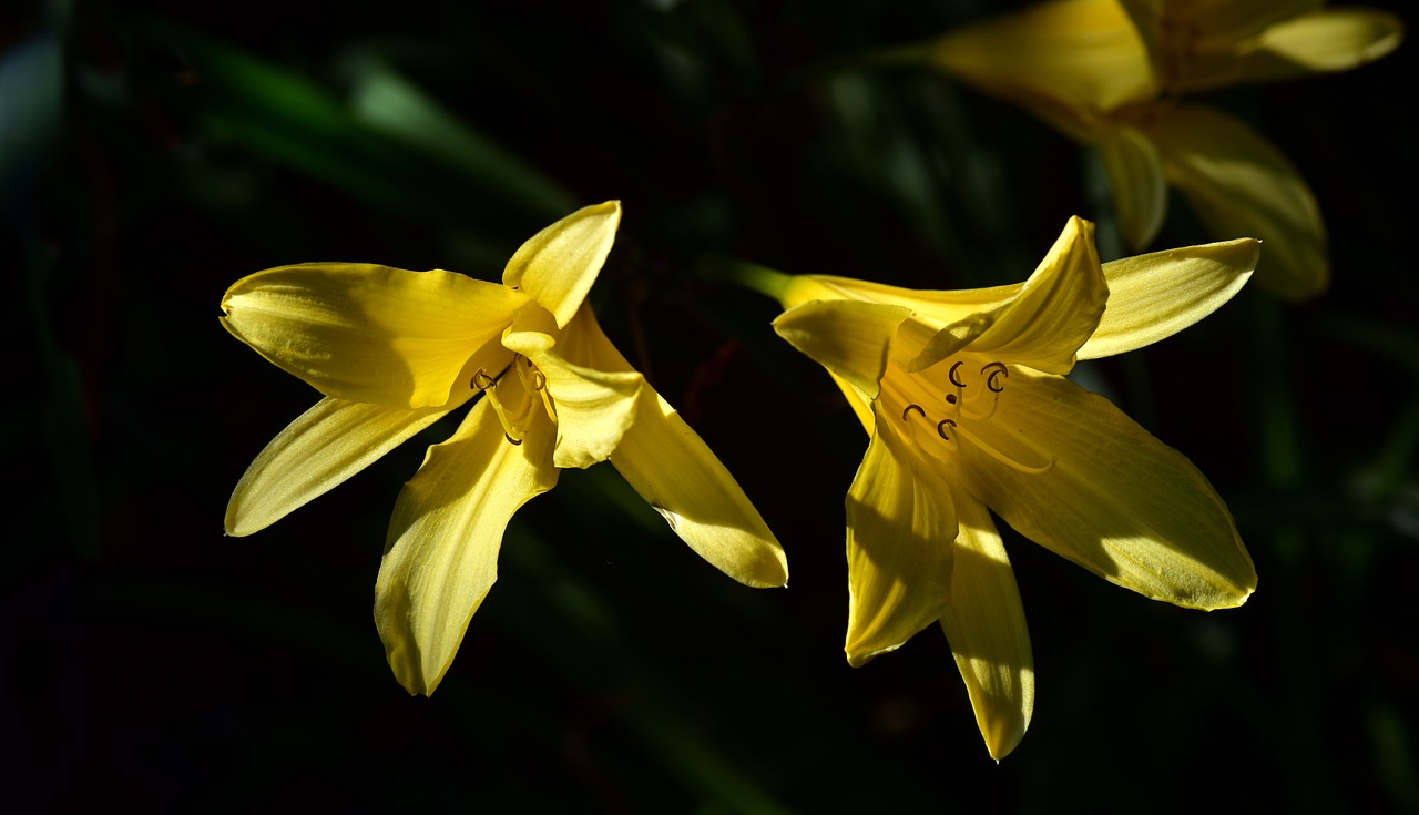 a couple of yellow flowers sitting next to each other, a portrait, by David Simpson, flickr, hurufiyya, lilies, spring light, bells, on black background