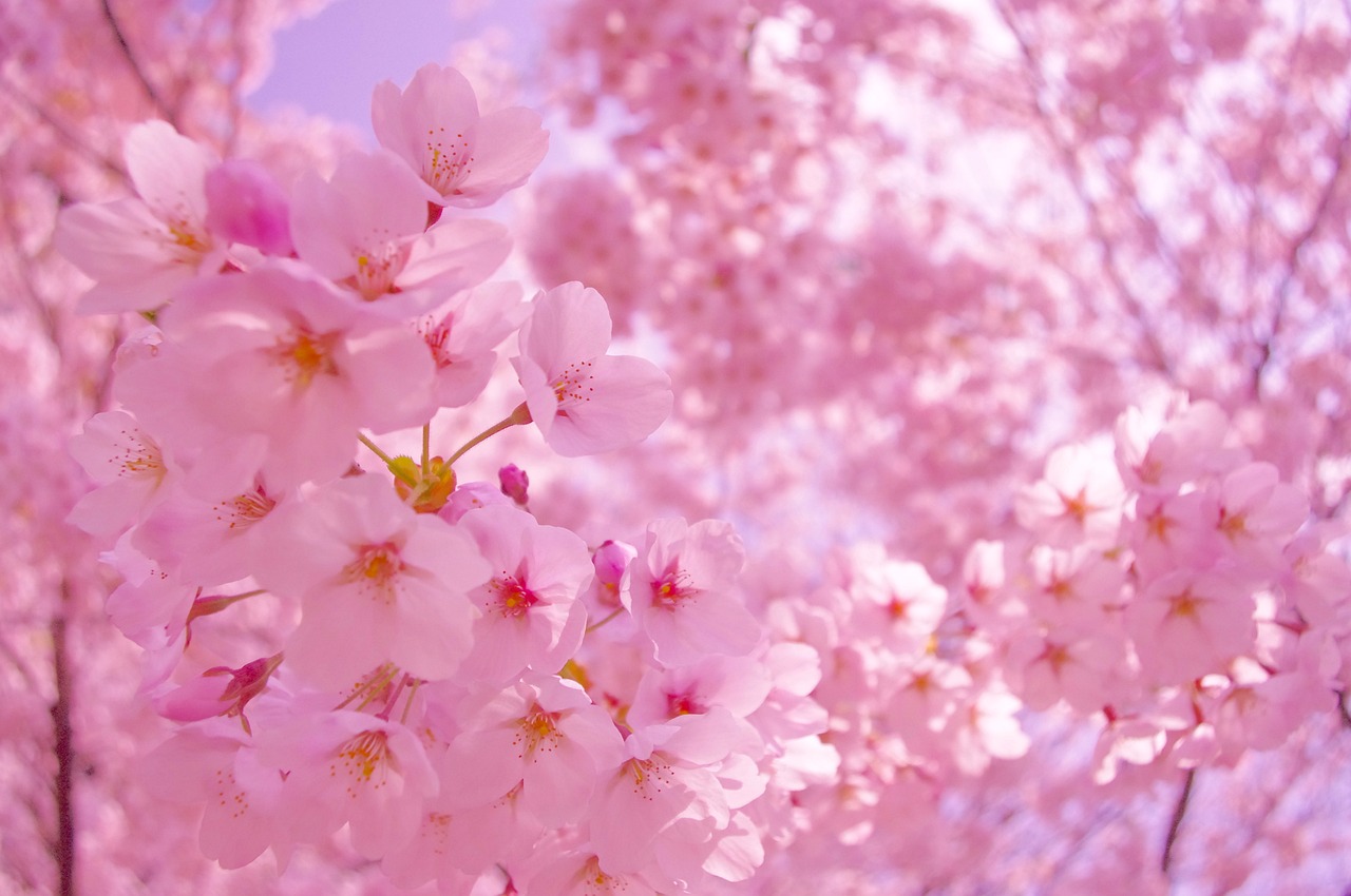 a close up of a bunch of pink flowers, a picture, by Tadashi Nakayama, romanticism, anime nature wallpap, cherry, sunny atmosphere, cutecore