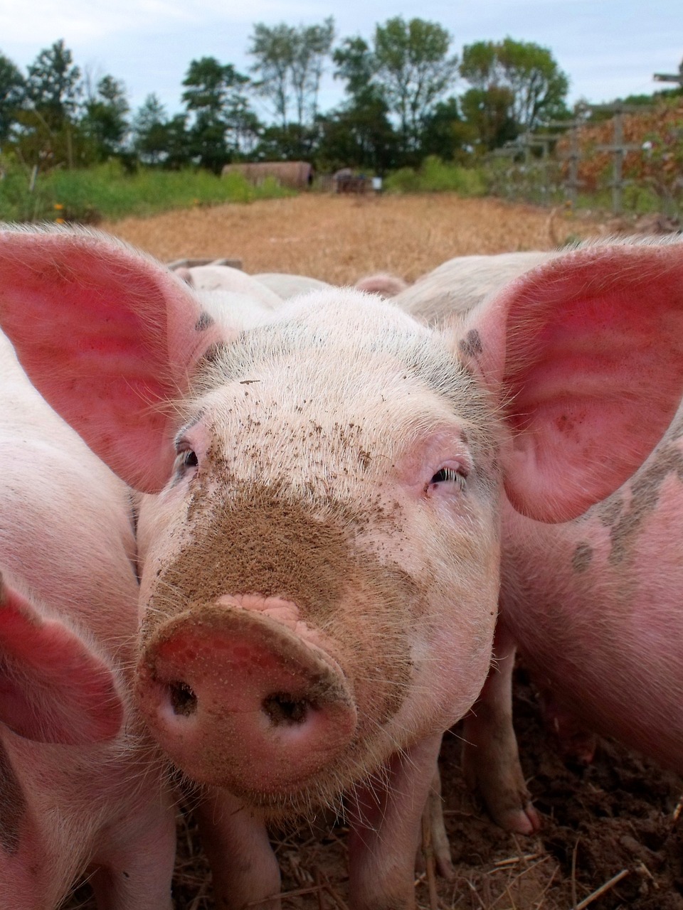 a group of pigs standing next to each other, a picture, renaissance, closeup on face, 1024x1024, istockphoto, my pov