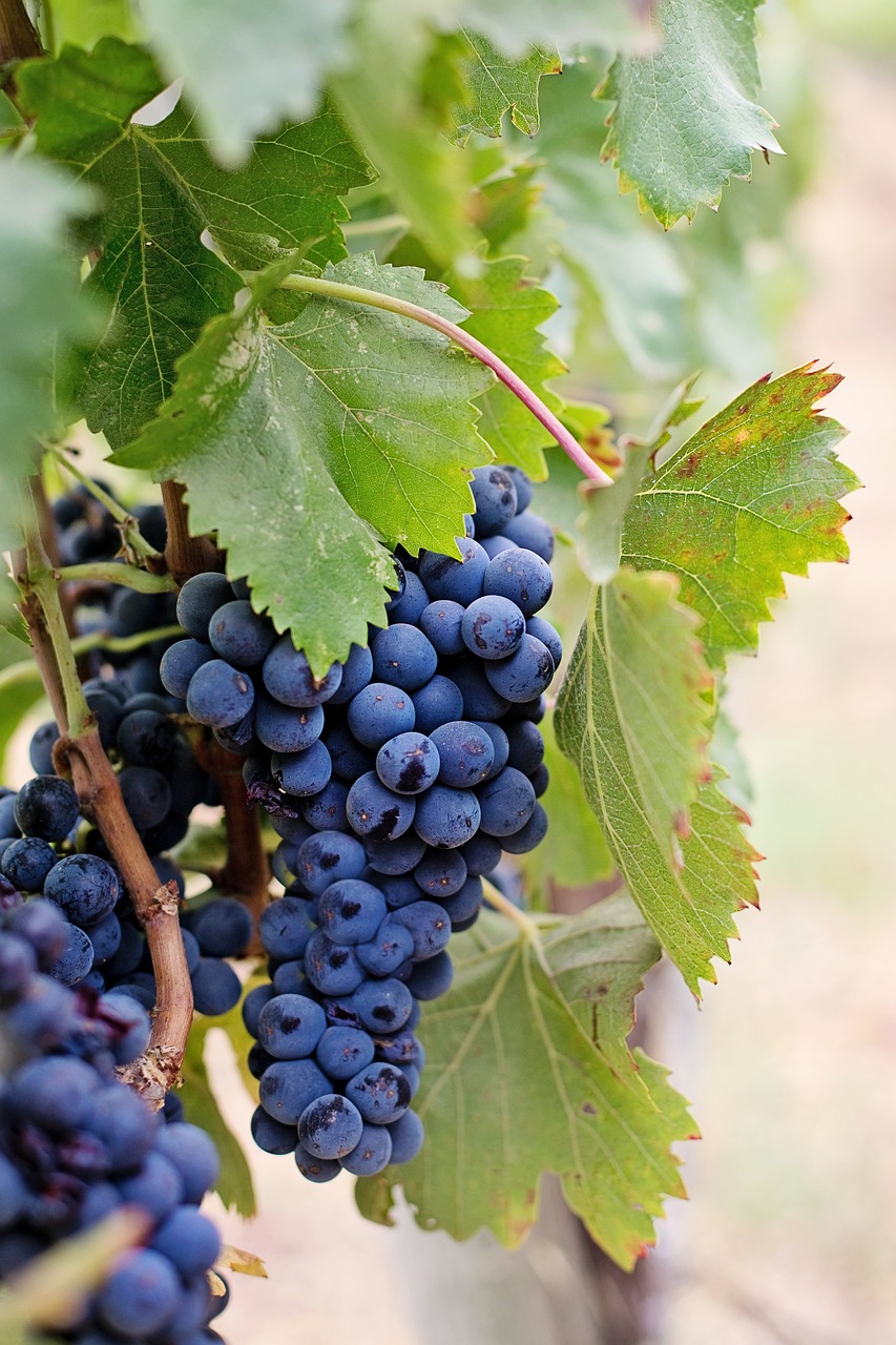 a bunch of blue grapes hanging from a vine, a picture, by Dietmar Damerau, shutterstock, 1 6 x 1 6, purple and red colors, high res photo, idaho